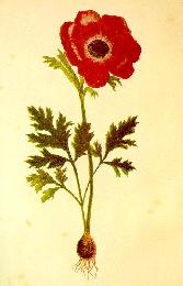 flower2c.jpg (8019 bytes)