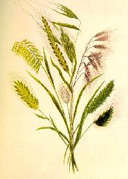 Collection of Palestinian grasses