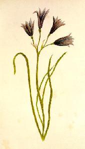 Mountain lily