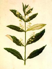 Flowring olive branch
