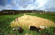 Palestinian farm at harvest time