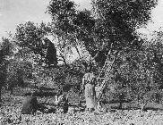 Harvesting olives, circa 1930