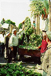 Farmers throwing bananas into road