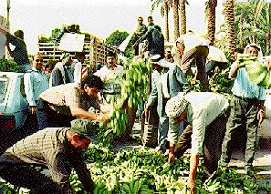 Farmers throwing bananas into road