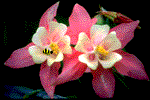AG00002_1.gif (11310 bytes)