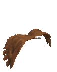 eagle.gif (11310 bytes)
