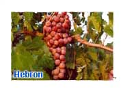Grapes from Hebron