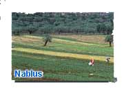 Fields of Nablus