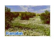 Fields of Ramallah