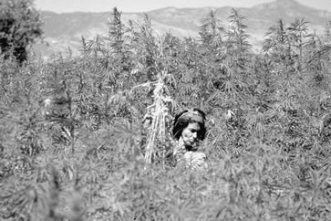 Farmer in Ketama