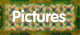Pictures