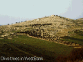 West Bank