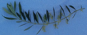 olivebranchphoto.gif (31313 bytes)
