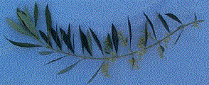 Olive Branch
