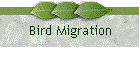 Bird Migration