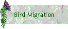 Bird Migration