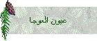 عيون العوجا