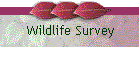 Wildlife Survey